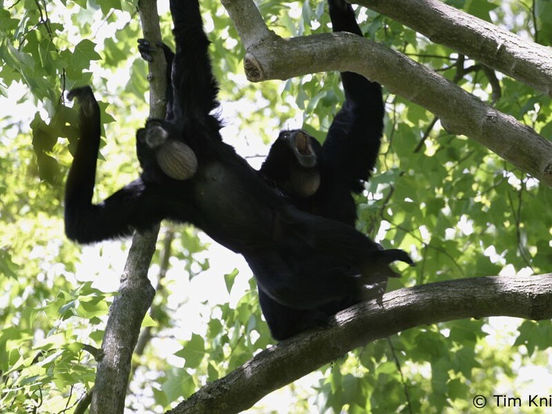 Canopée, ou l’écho de la forêt